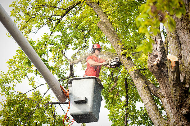 How Our Tree Care Process Works  in  Coleytown, CT